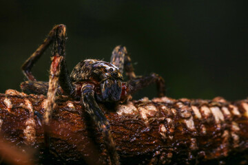 jumping spider on a branch in the rainforest 