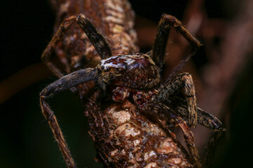jumping spider on a branch in the rainforest 