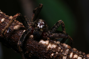 jumping spider on a branch in the rainforest 