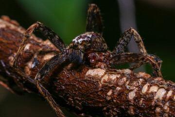 jumping spider on a branch in the rainforest 