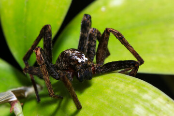 jumping spider on a branch in the rainforest 