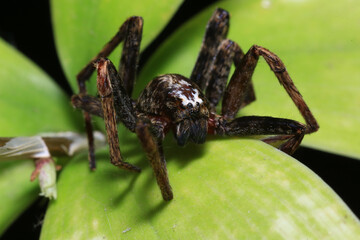 jumping spider on a branch in the rainforest 