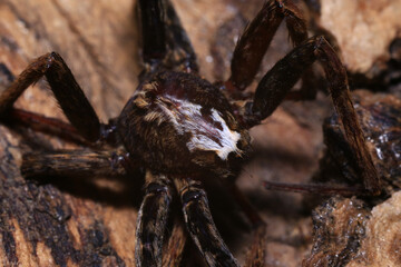 jumping spider on a branch in the rainforest 
