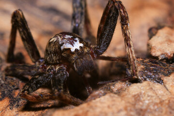 jumping spider on a branch in the rainforest 
