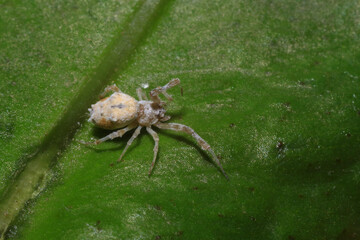 jumping spider on a branch in the rainforest 
