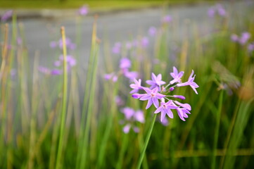 Capture of a blooming Agapanthus, commonly known as African Lily, with vibrant purple petals basking in daylight. These flowers thrive in sunny environments and are widely found in gardens worldwide.