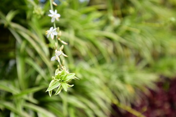 A spider plant (Chlorophytum comosum) dangles in the air against a lush green background. This plant is known for its arching leaves and air-purifying properties.