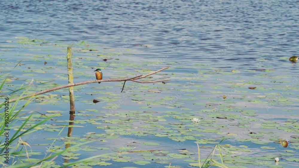 Poster frontal view of kingfisher perched on branch over idyllic pond in friesland netherlands with reflect