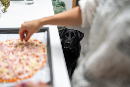 Black labrador dog looking with envy at a woman preparing