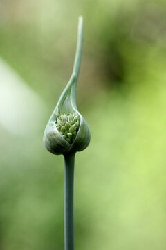 Elephant garlic flower