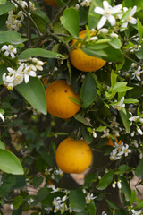 ripe oranges on tree, close-up of a beautiful orange tree with orange, fruit hanging on a tree, Close-up of ripe oranges hanging on a tree in an orange plantation garden, Chakwal, Punjab, Pakistan
