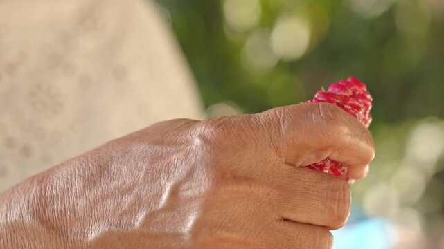Zingiber spectabile or ginger shampoo bud squeezed by person hands, close up
