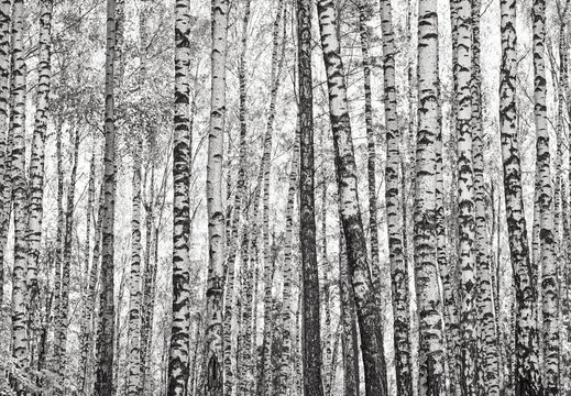 Black and white birch tree forest pattern