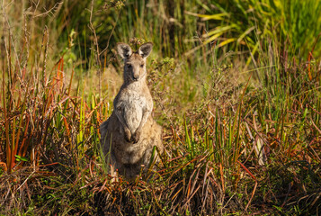 Eastern Grey Kangaroo (Macropus giganteus) Australian wildlife in Queensland.