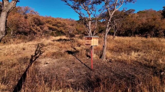 African killer bees in a protected wooden hive on a rural farm, dry vegetation all around