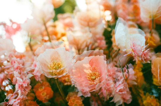 Iceland poppies double exposure