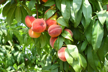 Fresh Ripe Peach fruits on a tree branch with leaves closeup, A bunch of ripe Peaches on a branch, Ripe delicious fruit peaches on the tree, Ripe sweet peach fruitson a tree, Chakwal, Punjab, Pakistan