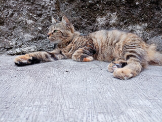 cute brown cat with golden eyes