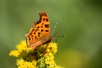 Piękny motyl na żółtym kwiatku na łące.  © Elżbieta Kaps
