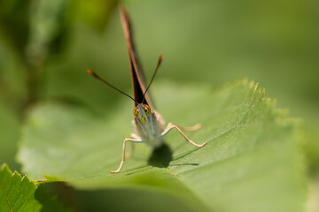 Mieniak strużnik  (Apatura ilia)  w lesie na liściu
