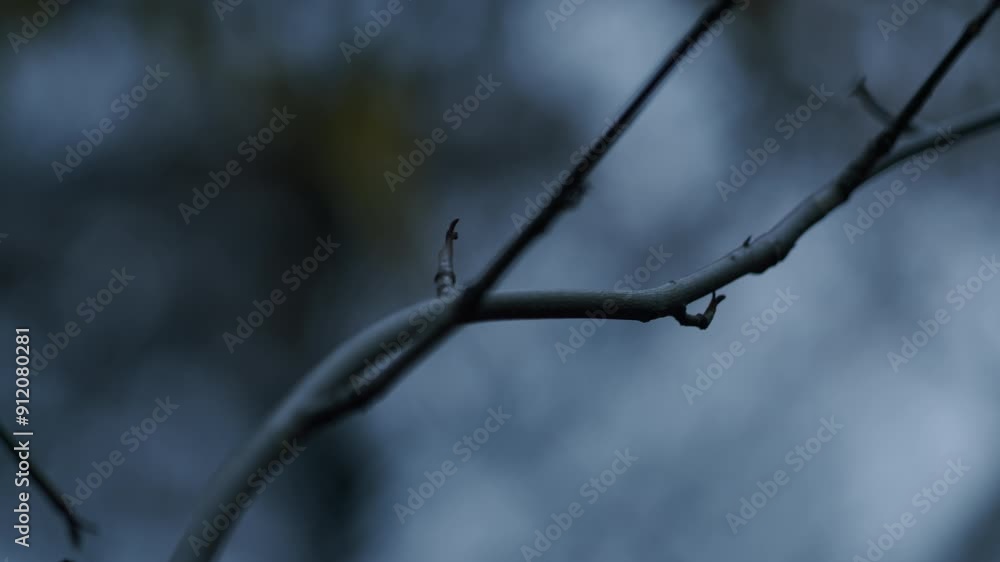 Poster leafless plant branches with bokeh background. depth of field