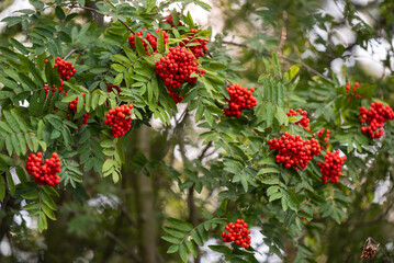 Czerwona jarzębina w lesie, tapeta.