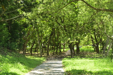 A midday summer scene in a lush park, where sunlight filters through the trees, casting gentle shadows along a quiet path.