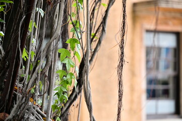 Banyan Tree,Tropical Tree,Asia,Copy Space,No People,Growth,Plant,Leaf,Nature,Tree,Window,Beauty,House,Old,Abstract,Wall - Building Feature,hedera helix,english ivy,ficus benghalensis,aerial roots,glas