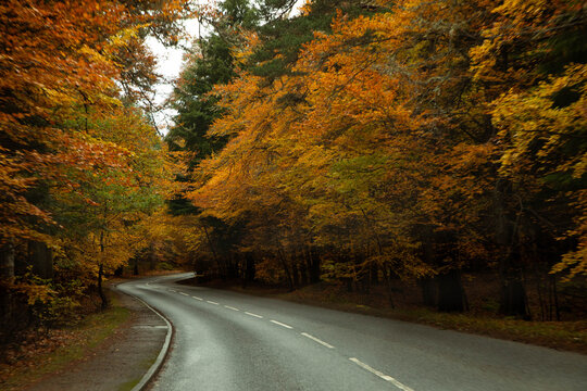 Beautiful rural road with colorful autumn leaves 