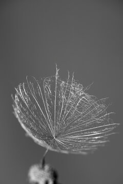 Common salsify plant seed macro