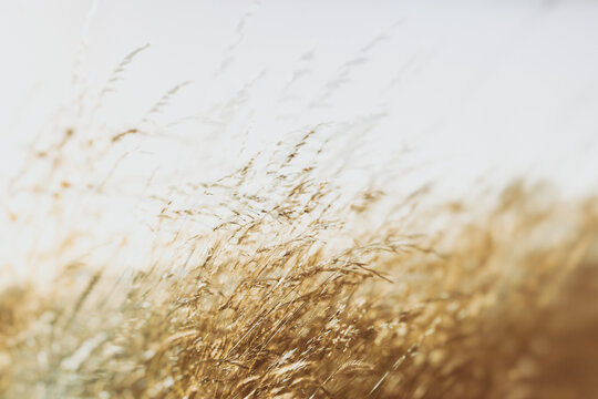 Summer grass double exposure
