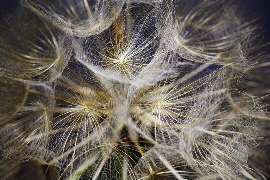 Common salsify plant seedhead macro