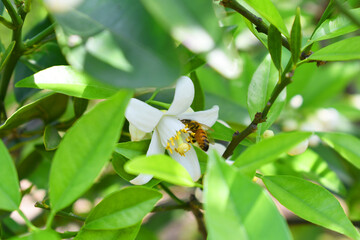 background, berries, berry, black, black berry, blackberries, blackberry, blackberry leaves, blackberry tree, branch, bunch, bush, close-up, closeup, delicious, diet, farm, farming, food, fresh, fresh