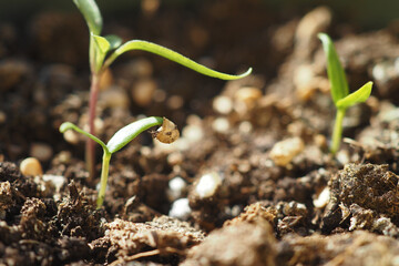 Fresh Green Seedlings are Swiftly and Promptly Emerging from NutrientRich and Fertile Soil