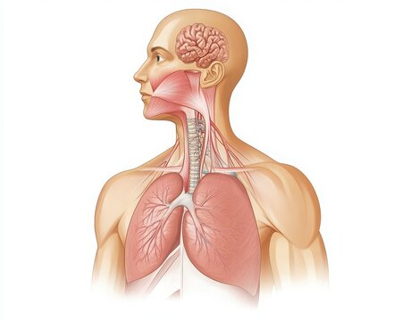 Anatomical illustration showing the human respiratory and nervous systems in detail for educational purposes.
