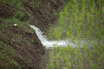 Water for agriculture and Young rice plants in the rice fields in the rainy season are beautiful and suitable for backgrounds