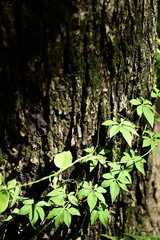 A tree trunk, covered in moss and encircled by climbing vines, is bathed in sunlight on a hiking trail. The vines, likely native to tropical and subtropical regions, thrive in this lush environment.