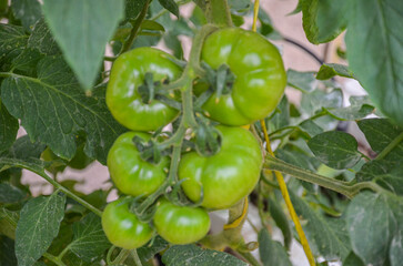 Tomatoes grown in an large scale in a weather controlled glasshouse