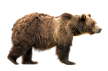 Full body side view of a brown bear isolated on transparent background