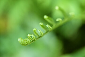 A detailed close-up of the curled tip of a fern leaf, captured during the day. The image showcases...