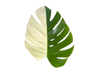 Monstera leaf isolated on white