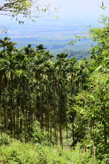 On a sunny day, betel nut trees are photographed growing on Taiwan's hillside. While they are economically valuable, their monoculture cultivation poses environmental and health challenges.