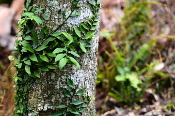 A close-up of a green climbing plant attaching to a tree trunk beside a hiking trail. This plant adapts uniquely to its environment, adding vitality to the forest ecosystem.