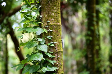 A close-up of a green climbing plant attaching to a tree trunk beside a hiking trail. This plant adapts uniquely to its environment, adding vitality to the forest ecosystem.