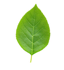 A vibrant green leaf showcasing detailed veins and a smooth texture, perfect for natural and botanical-themed designs.