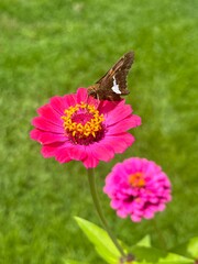 Fototapeta premium Small Brown Butterfly in Pink Zinnia Garden 