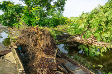 Fototapeta premium Tree damage and wind damage, A large tree fell with its roots broken through the ground after heavy rain and strong winds.