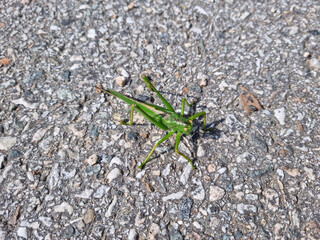 A green katydid on the asphalt.