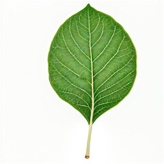 Vibrant Green Leaf