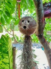 The image of a dry coconut shell that has a root hanging on the tree. It was created by human skills.